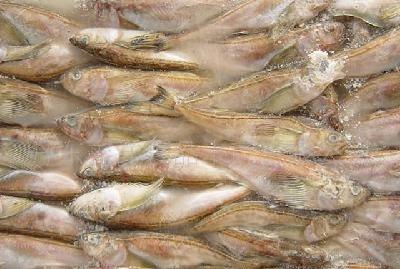 鱼类海产品冷冻粗加工水产品雷鱼带籽鱼特色水产海鲜礼包(2)